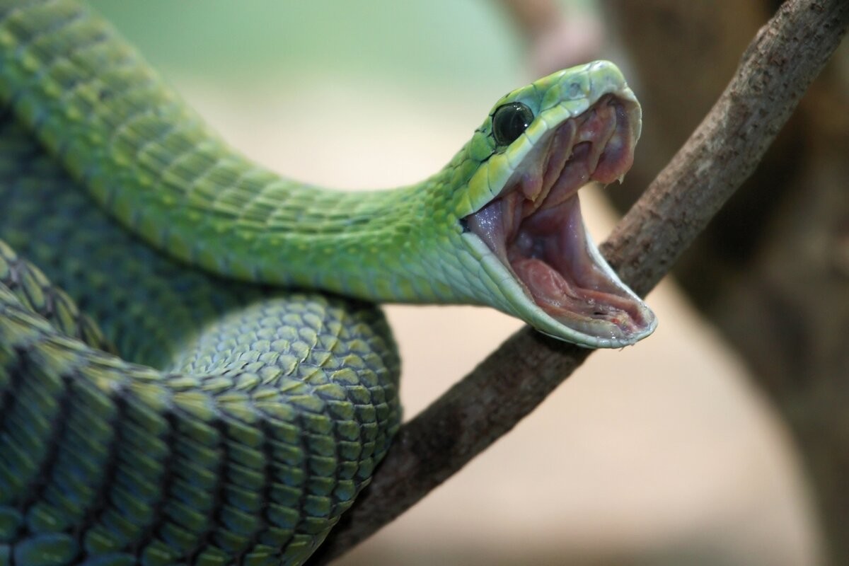 Бумсланг змея