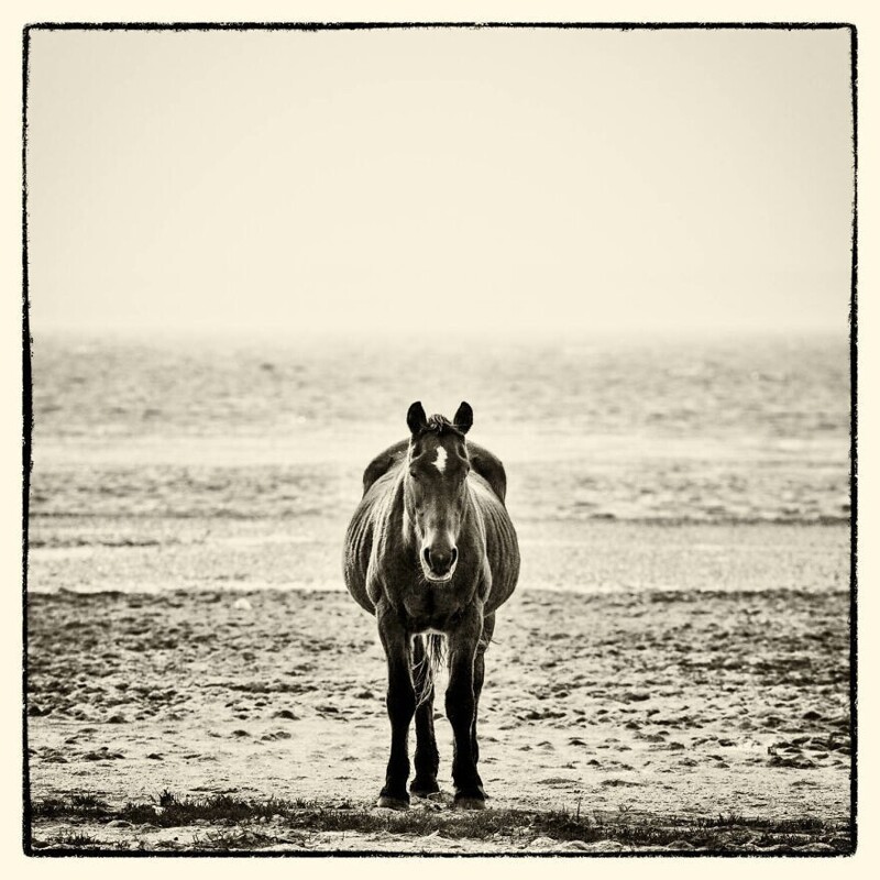 Фотограф показал величественных лошадей, обитающих в Южной Африке