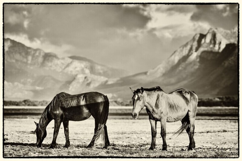 Фотограф показал величественных лошадей, обитающих в Южной Африке