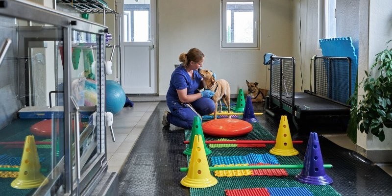 Центр реабилитации бездомных животных. Как стать опекуном и зачем "приемным родителям" уходить в декрет⁠⁠
