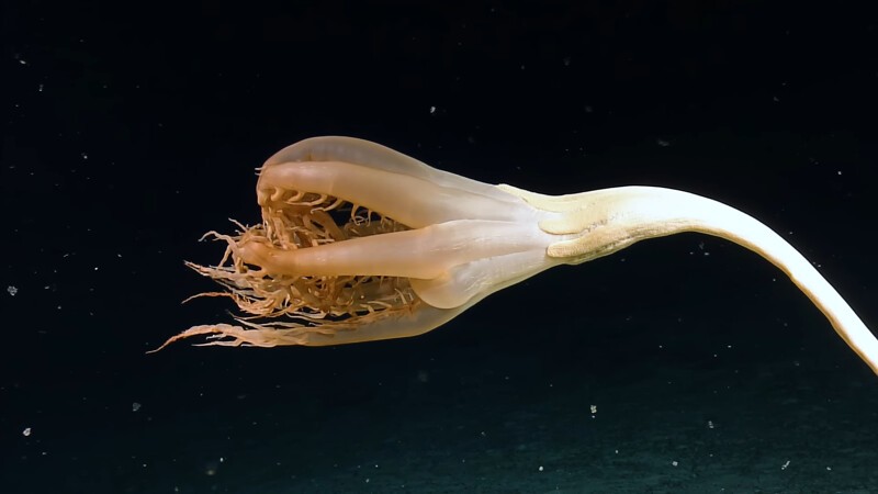 Учёные нашли глубоководное существо - и сначала подумали, что это "цветок"