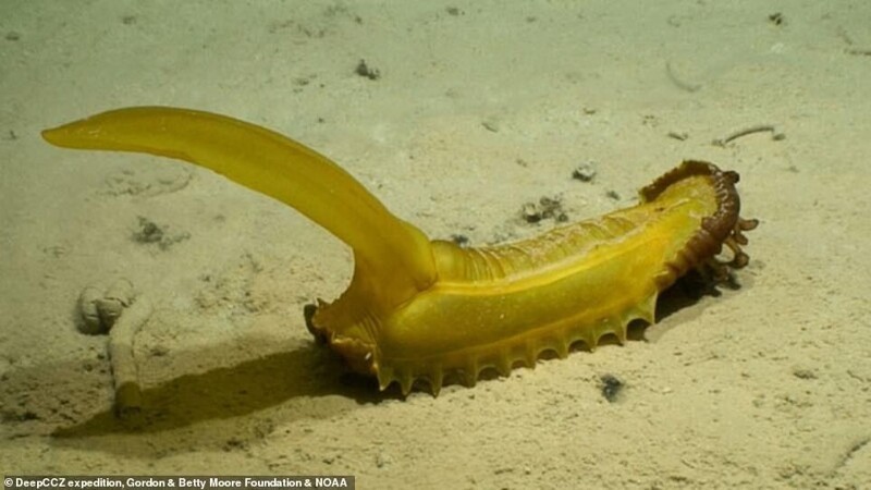 Ученые Музея естественной истории нашли 39 новых видов на дне океана