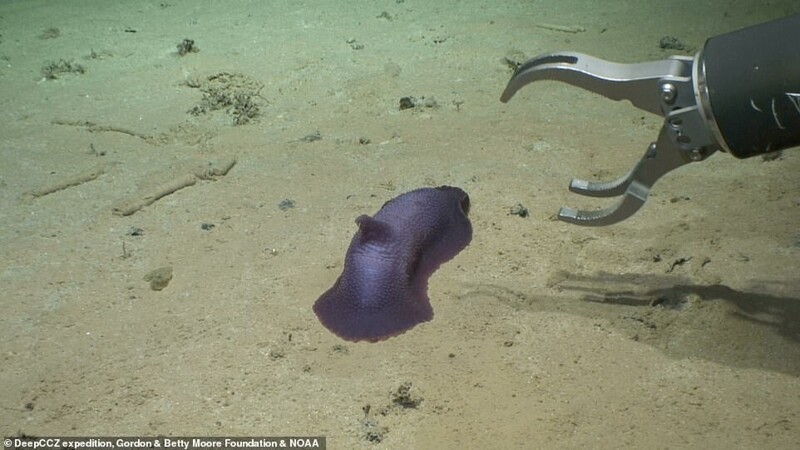 Ученые Музея естественной истории нашли 39 новых видов на дне океана
