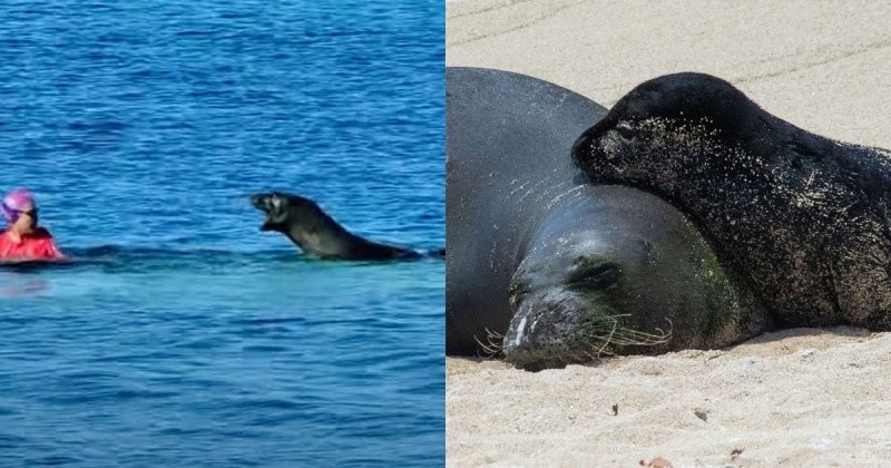Агрессивный тюлень напал на туристку на гавайском пляже