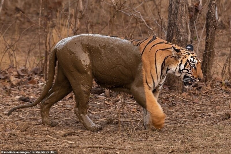 В индийском парке засняли "тигра-невидимку"