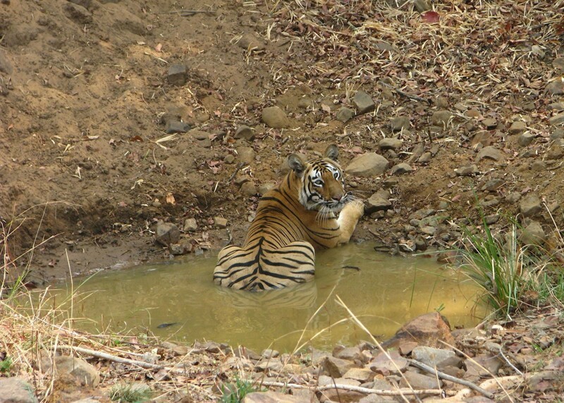 В индийском парке засняли "тигра-невидимку"