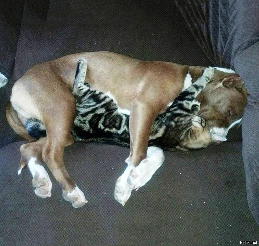 Почему собаки спят в ногах. Спящие собаки. Спящий питбуль. Смешные позы собак.