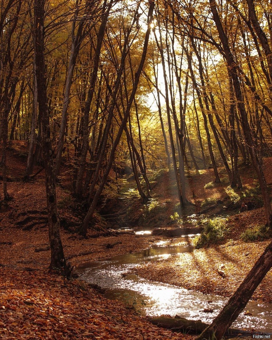 Таманский лес в ставрополе фото