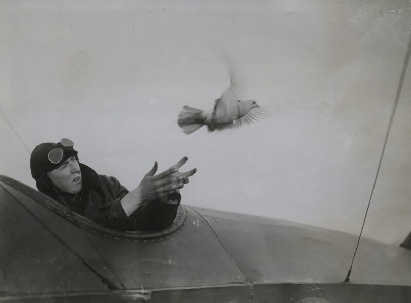 Пилот британского гидросамолета отправляет срочное донесение голубиной почтой. ПМВ, 1914-18 гг.