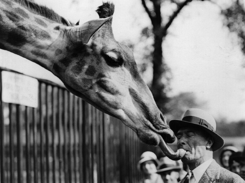 Капитан Пфайффер годами посещал Лондонский зоопарк и обучал жирафа брать печенье изо рта, 1933 год