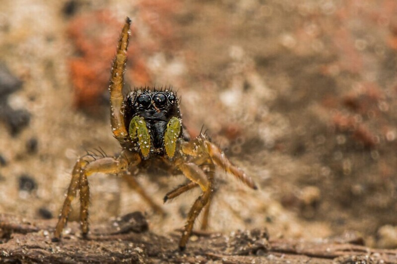 Танец паука. Фотограф Tiffany Heymans