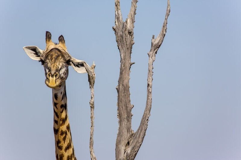 Жираф нашёл чесалку. Фотограф Shelly Perkins
