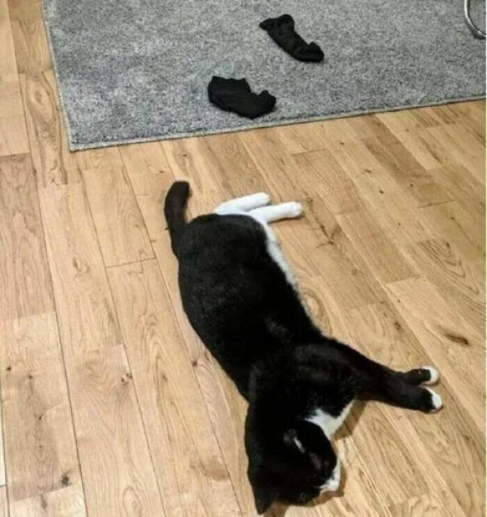 Опять кот оставил свои чёрные носочки на полу