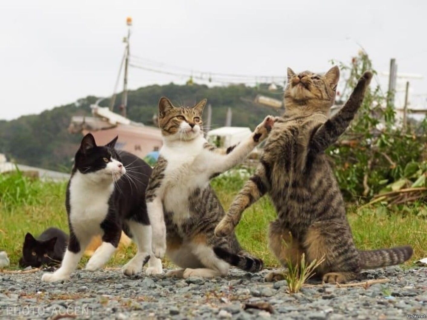 Мире животных про кошку. Три кошки. Трое котов. Четыре кота. Три смешных кота.