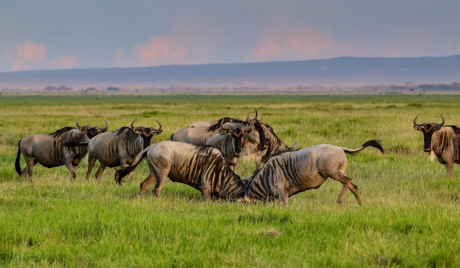 Национальный парк Африки Кения Амбосели