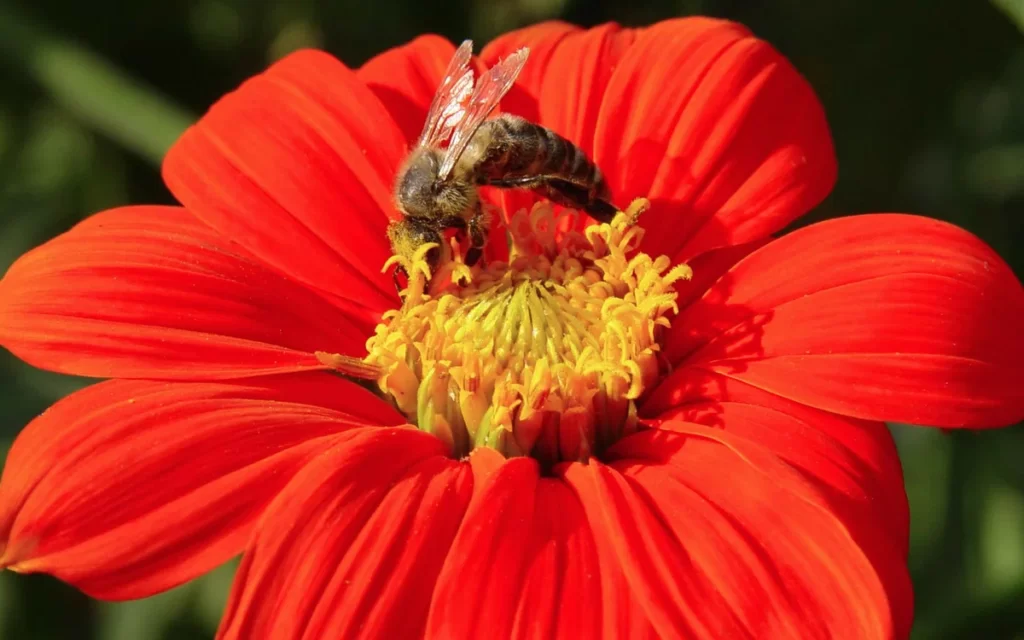 Какие цвета нравятся пчёлам, а какие они избегают? Анализ поведения пчел на основе их зрения