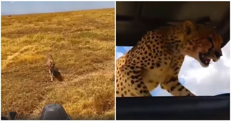 В поисках тени и прохлады: гепард заглянул в гости к туристам