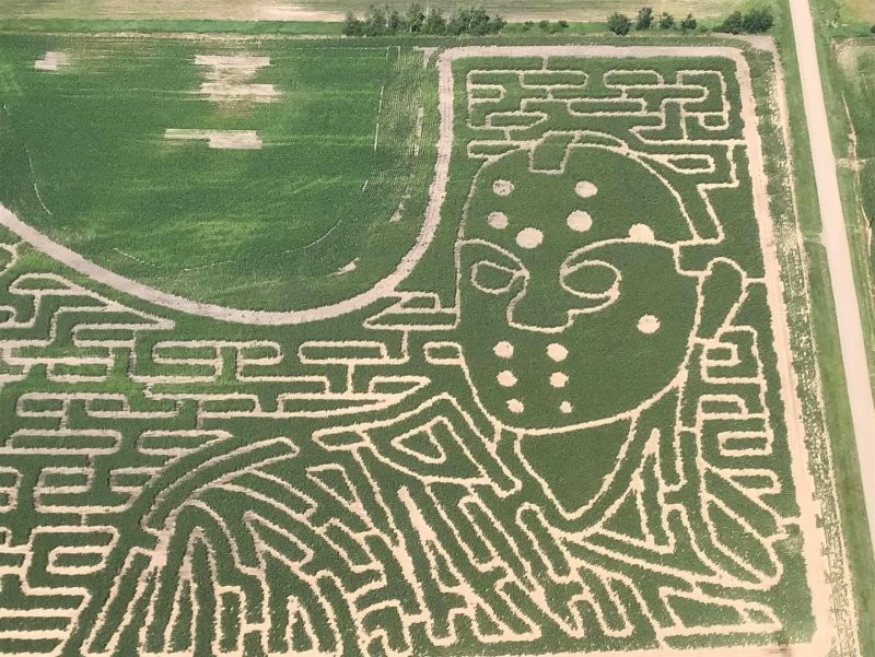 На кукурузном поле появился лабиринт, претендующий на мировой рекорд