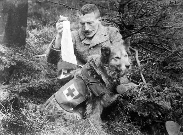 16. Британский солдат достает бинты из собачьей аптечки во время Первой мировой войны, 1915 год