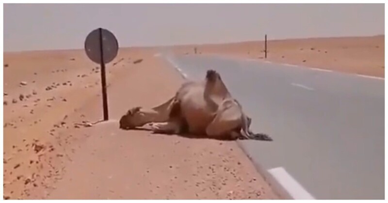 Мужчина принёс воды изнывающему от жары верблюду