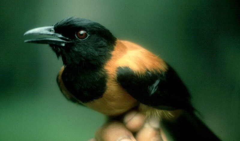 Питоху - ядовитая птица, с которой лучше не связываться