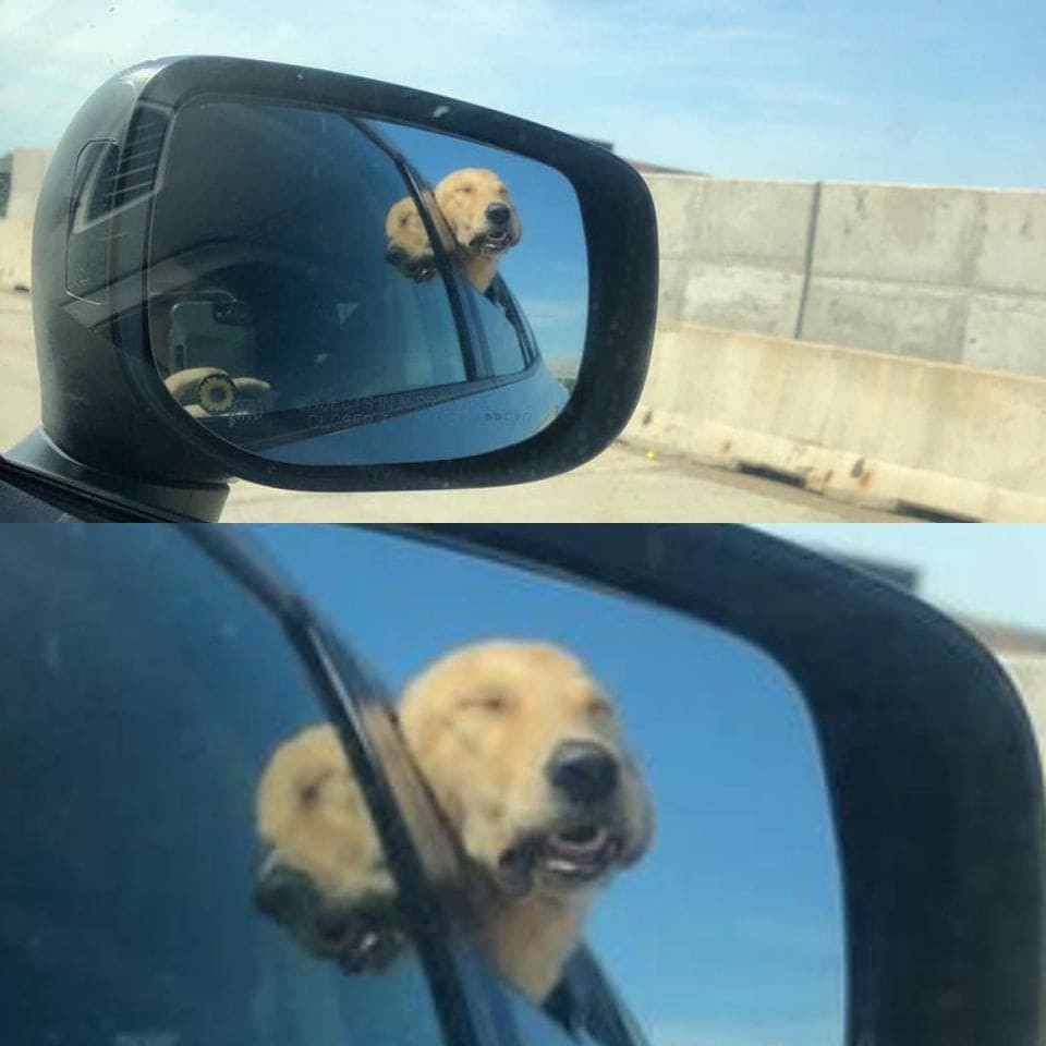 Поездка на машине обязана быть крутой и смешной, если один из пассажиров — собака