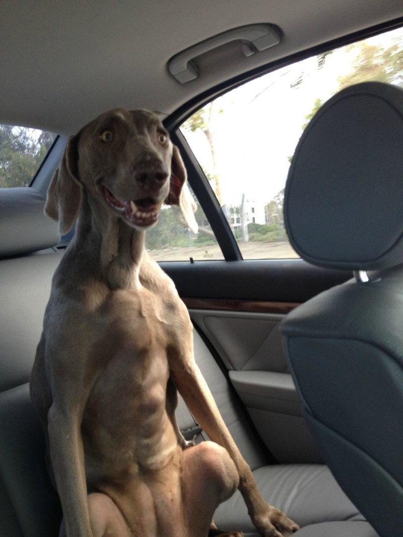 Поездка на машине обязана быть крутой и смешной, если один из пассажиров — собака