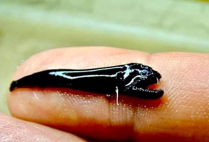 Эта очень странная маленькая рыба была недавно обнаружена в подводном вулкане недалеко от Австралии