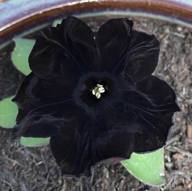 "Черный бархат", самый черный цветок в мире. Он был выведен в 2010 году