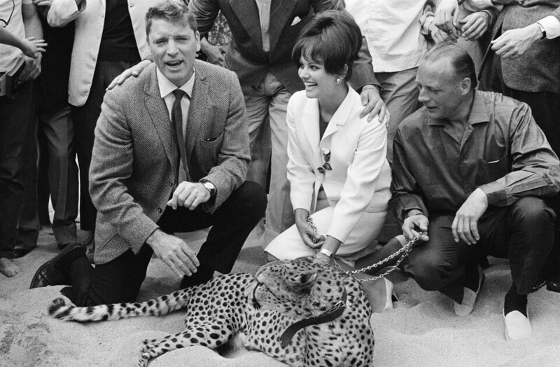 Актеры Берт Ланкастер и Клаудиа Кардинале позируют с леопардом в качестве промоушена для фильма Лукино Висконти «The Leopard» 21 мая 1963 года