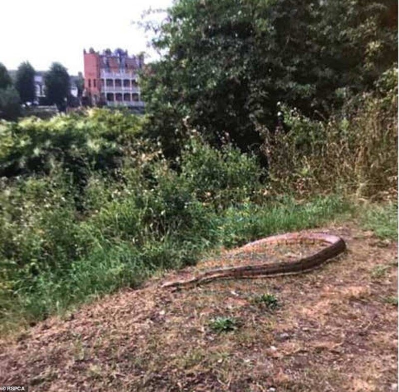 Британец нашёл на берегу реки огромную шкуру змеи