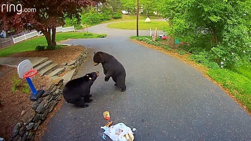 Медведи подрались из-за мусора