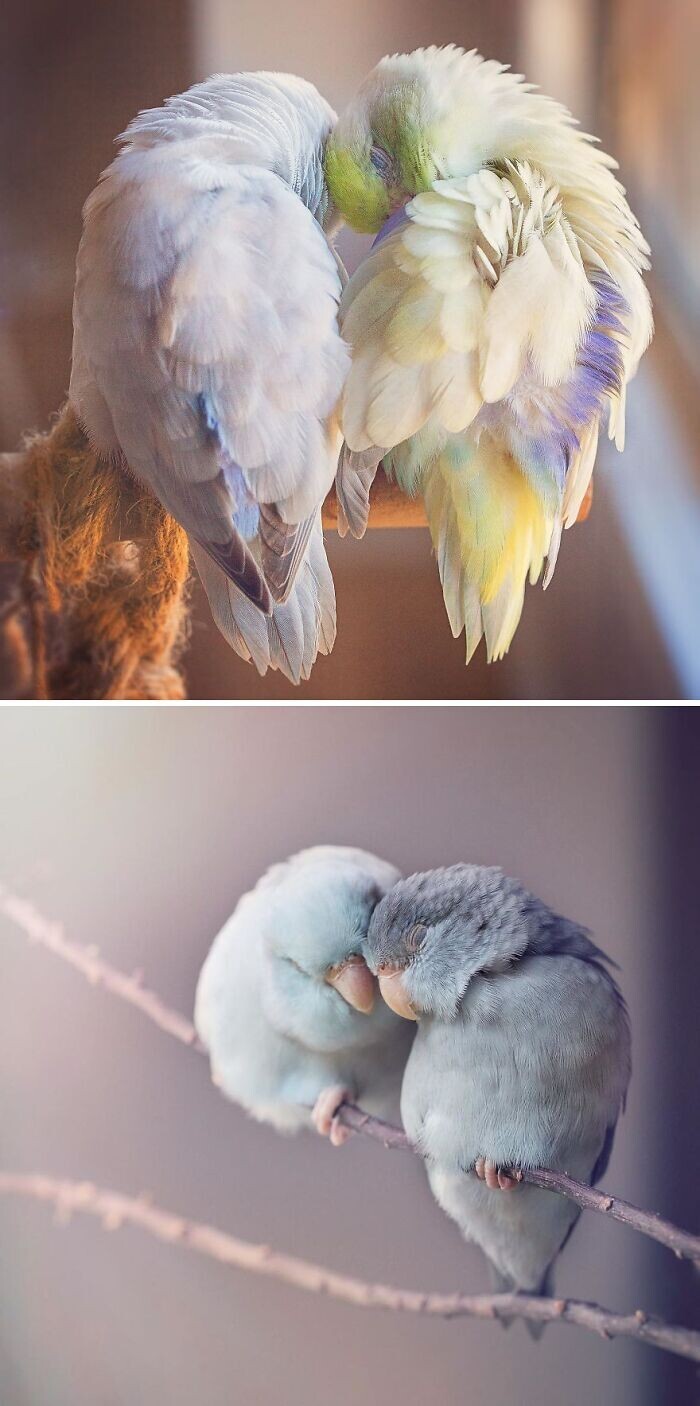 Любовь пастельных попугайчиков