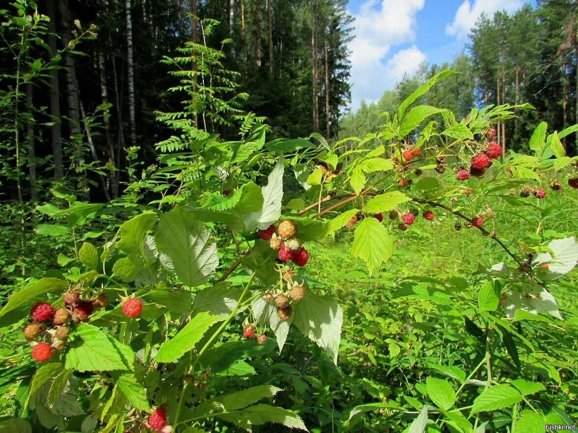 Малина лесная