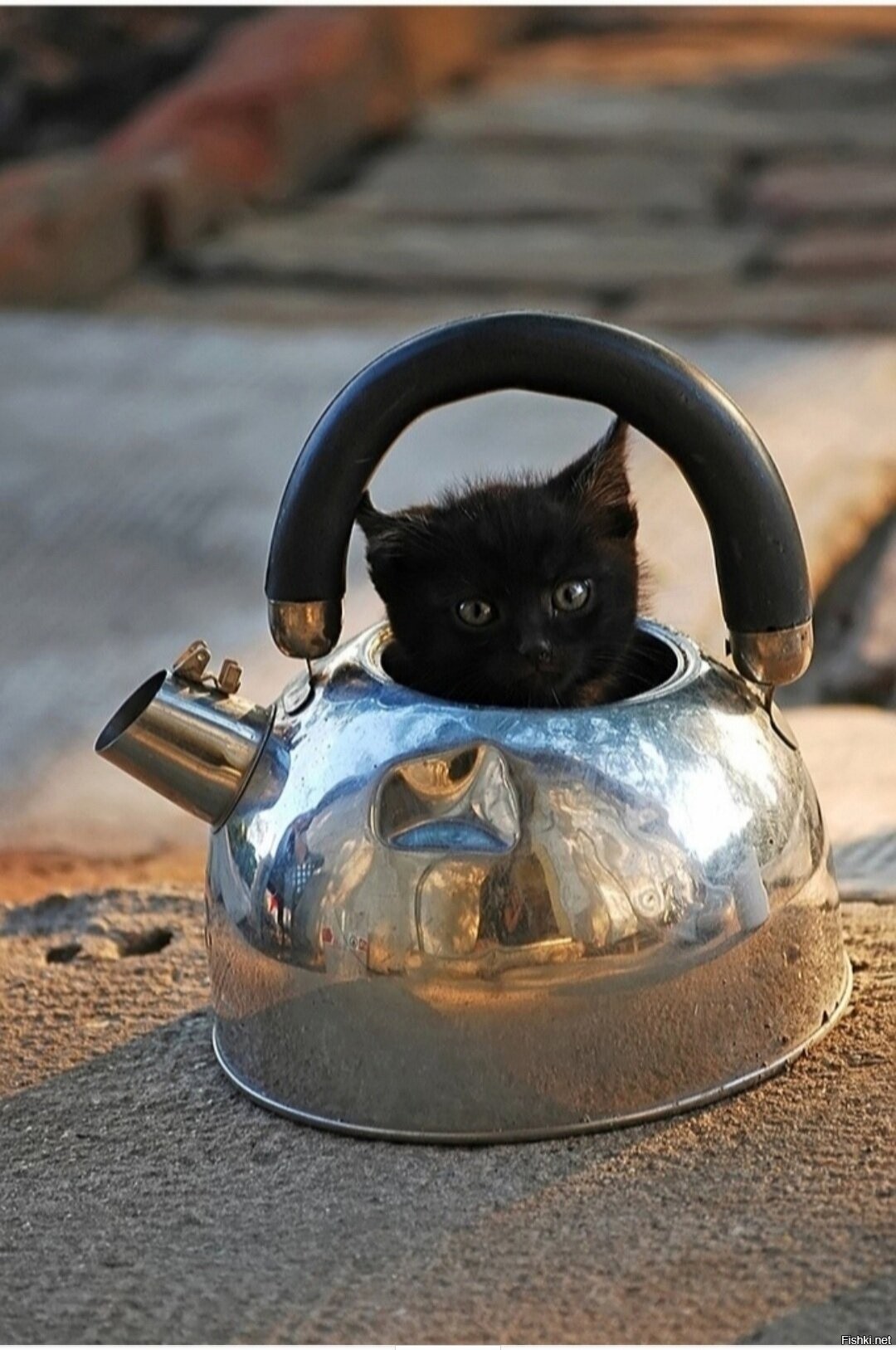 Коту можно чай. Котенок в чайнике. Смешной чайник. Чайник с кошками. Чаепитие с котами.