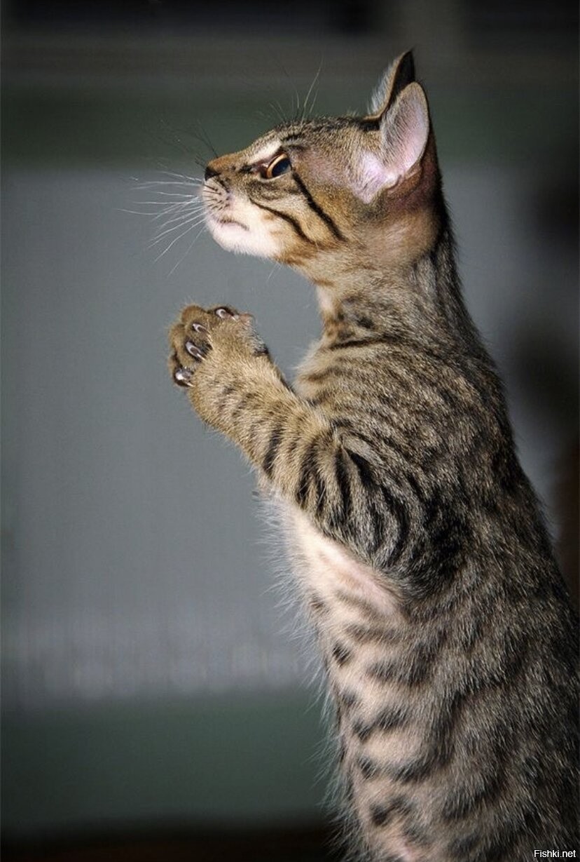 Котенок молится