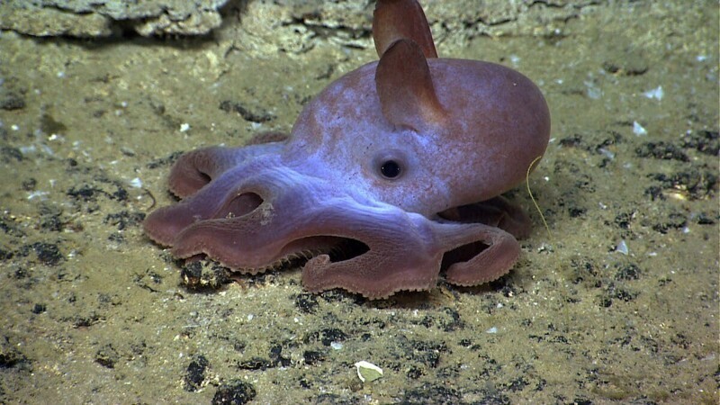 У осьминогов рода гримпотевтис есть милые плавники, похожие на ушки