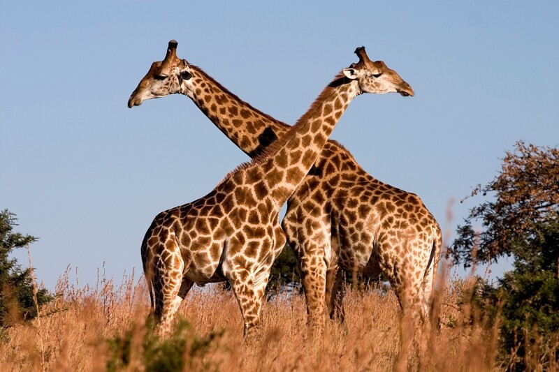 В 50% случаев самцы жирафов могут спокойно спариваться друг с другом