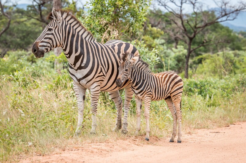 Мамы-зебры держат своих детёнышей ближе к центру при перемещении стада. Так они находятся в безопасности от хищников
