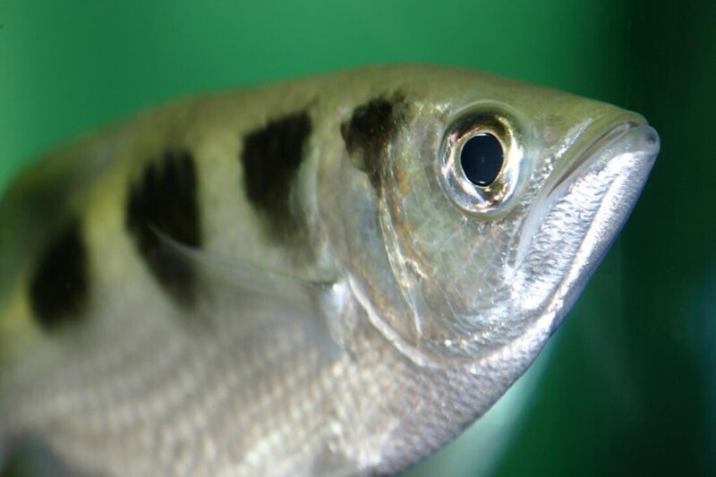 Некоторые виды рыб могут узнавать и запоминать лицо своего хозяина. Преимущественно это рыбы вида брызгуны