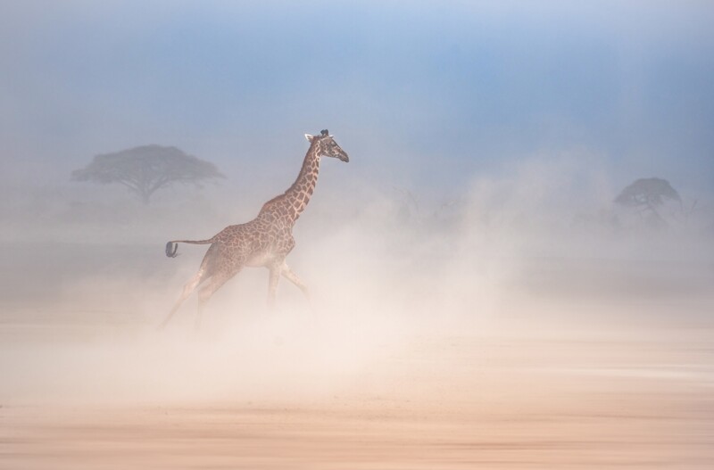 Жирафы могут бегать со скоростью 60 км/ч. Удивительно для такого крупного и высокого существа
