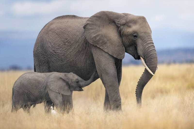 У новорождённых слонят плохое зрение, поэтому они "распознают" свою мать по запаху, прикосновениям и звукам