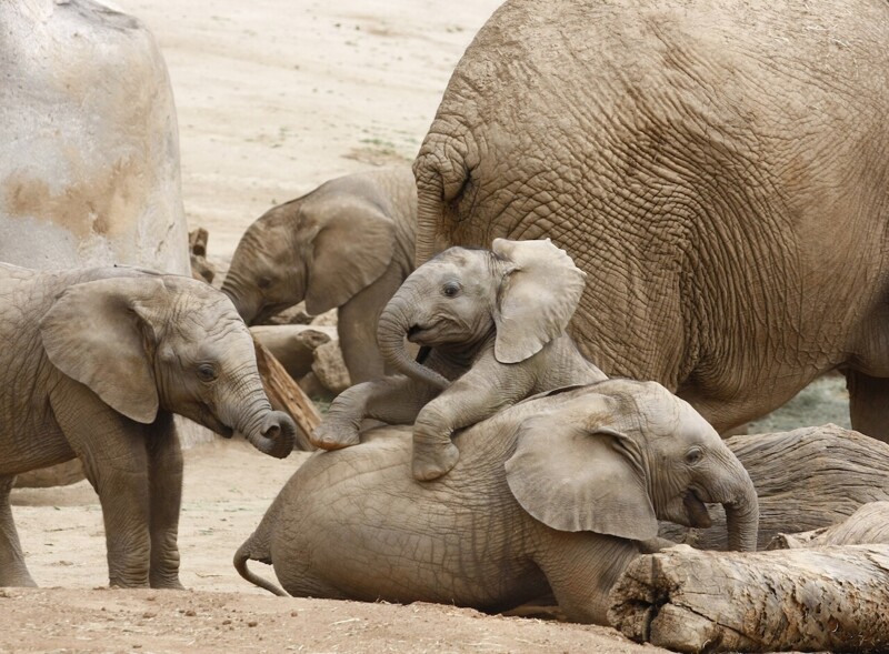 Когда рождается слоненок, другие матери в группе "трубят", чтобы отпраздновать это событие