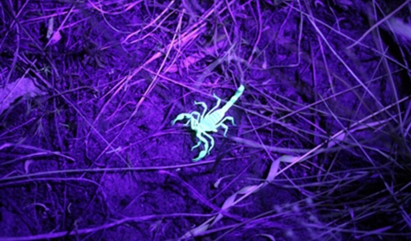 Скорпионы светятся в ультрафиолете