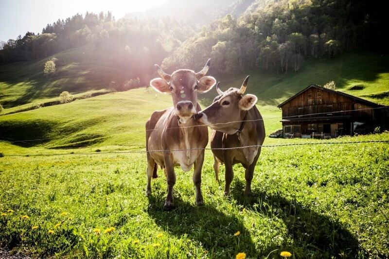 У коров могут быть лучшие друзья. Доказано, что они могут иметь более близкие дружеские отношения с отдельными особями из стада