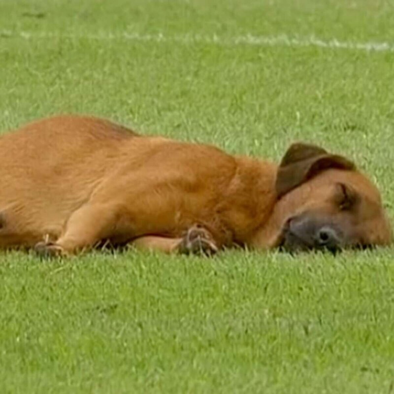 Спящая собака прервала футбольный матч в Парагвае