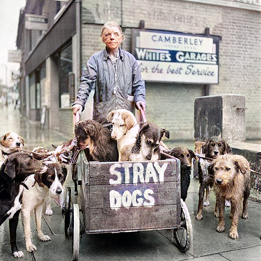 3. Кэмберли Кейт, она же Кейт Уорд, и ее дворняги в Англии. Она ни разу не отказала бездомной собаке в помощи и за свою жизнь позаботилась о более чем 600 собаках. 1962 год
