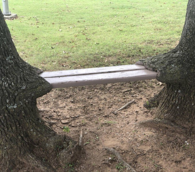 Деревья крепко держат скамейку
