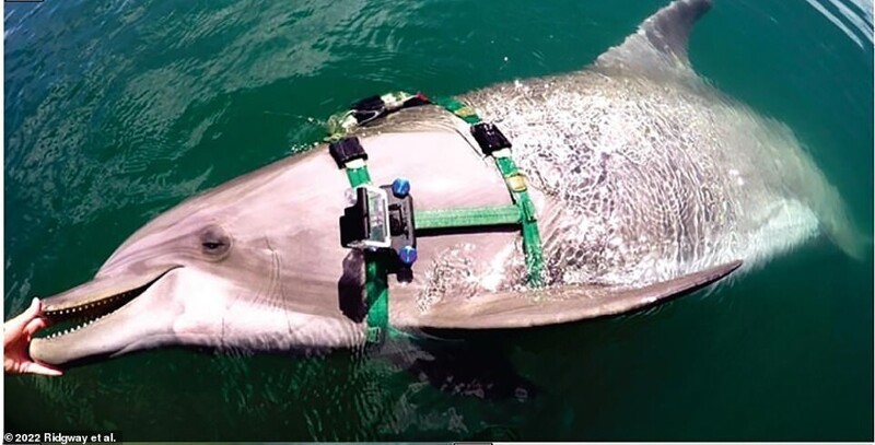 Ученые изучили рацион боевых дельфинов с помощью GoPro