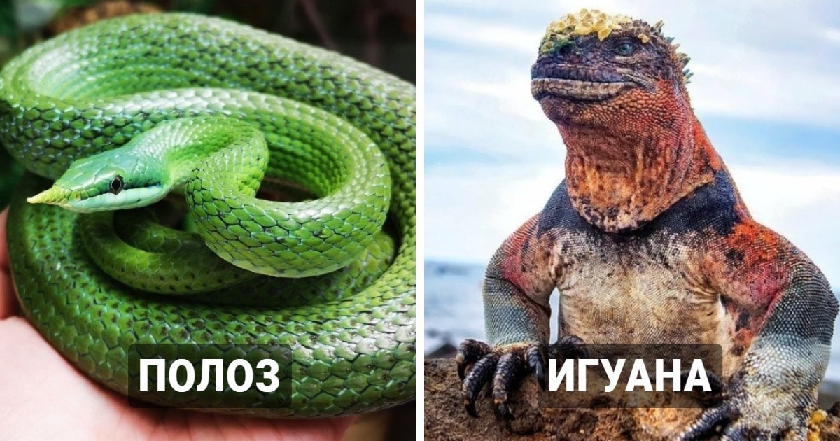 Фантастические твари: 18 необычных рептилий